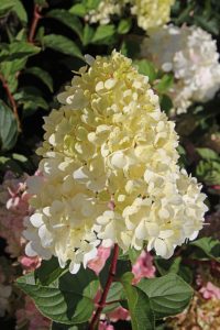 Pluimhortensia