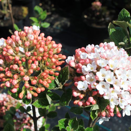 Viburnum burkwoodii 'Anne Russell'