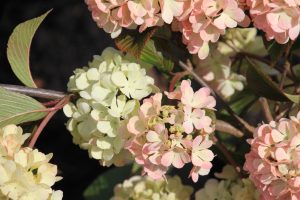 Viburnum plicatum 'Rosace'