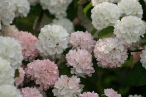 Viburnum plicatum 'Rosace'