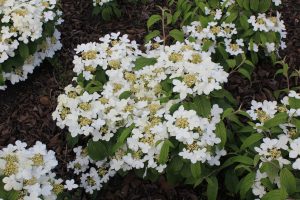 Viburnum plicatum 'Watanabe'